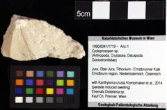 Foto (Objket + Etiketten) von Gabriella anfracta (Schweitzer & Feldmann, 2008) 